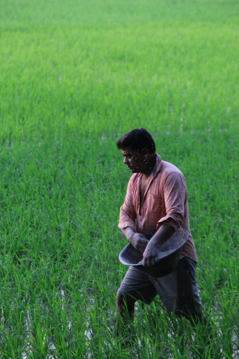 farmer working in lush green paddy field