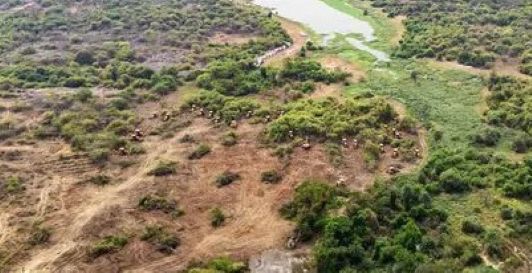Forest of Kancha Gachibowli, Telengana