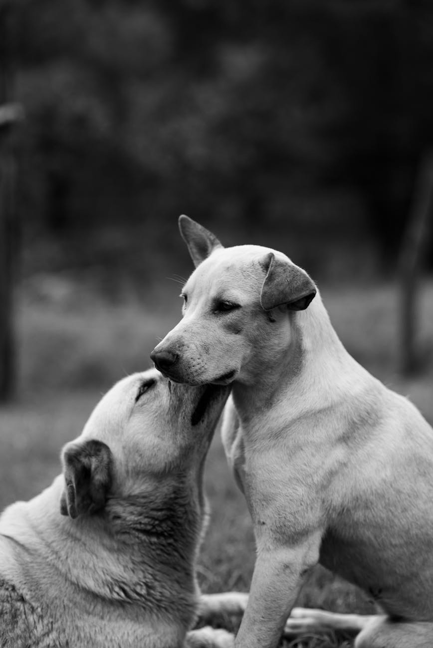 black and white picture of two dogs
