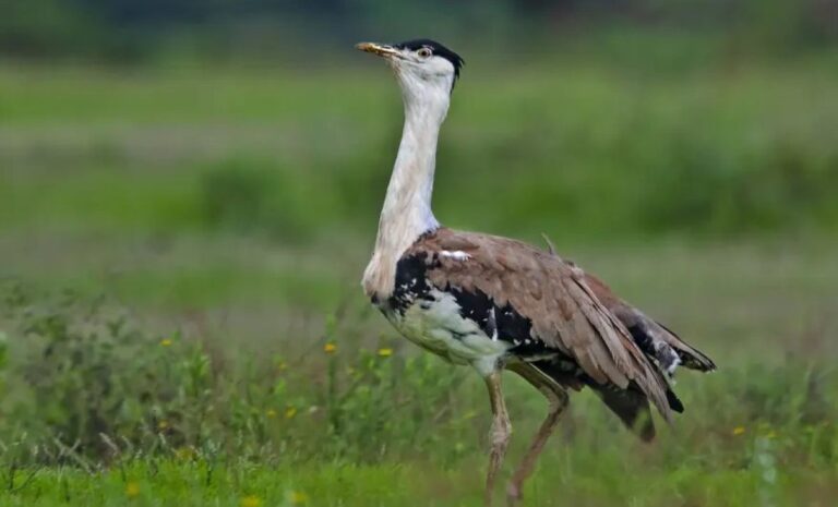 Great Indian Bustard....File Pic