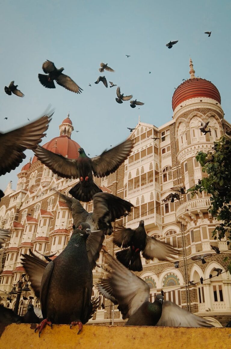 pigeons flying