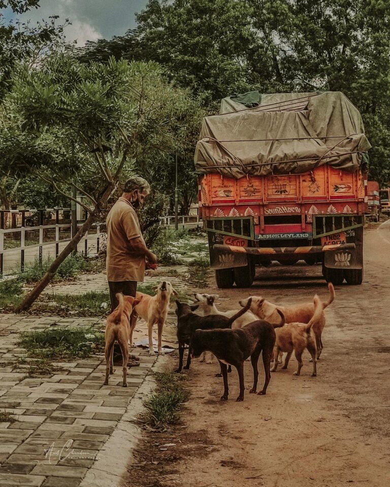 Dog's Census: अब कुत्तों की संख्या की जनगणना जरूरी…जारी हुई यह रिपोर्ट 5 a man standing near the dogs